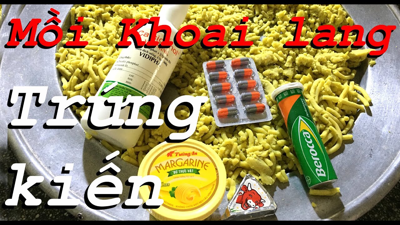 Bài Mồi Câu Khoai Lang Trứng Kiến