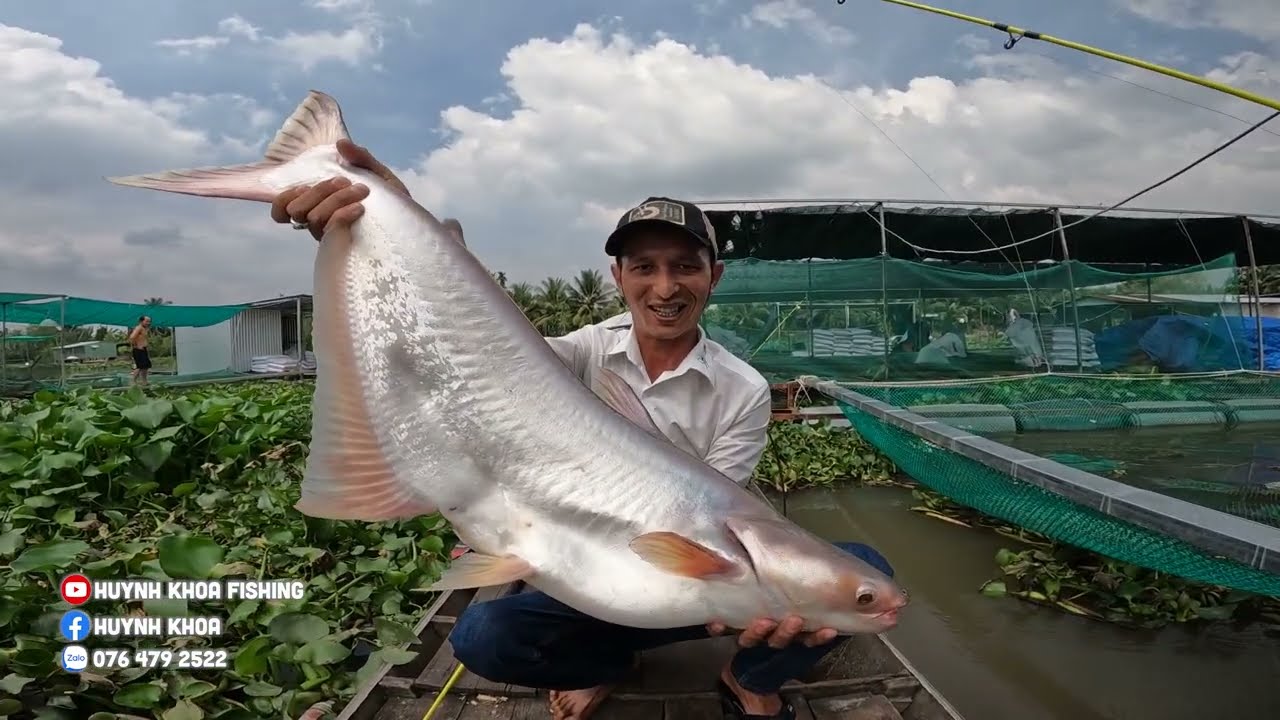 CÂU CÁ TRA SÔNG BẰNG MỒI GÌ