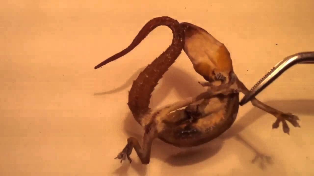 Mồi Câu Cá Nàng Hai