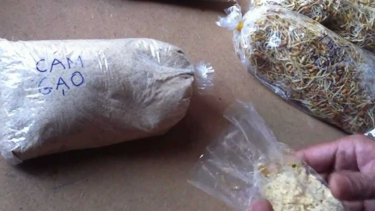 Mồi Câu Trắm Cỏ