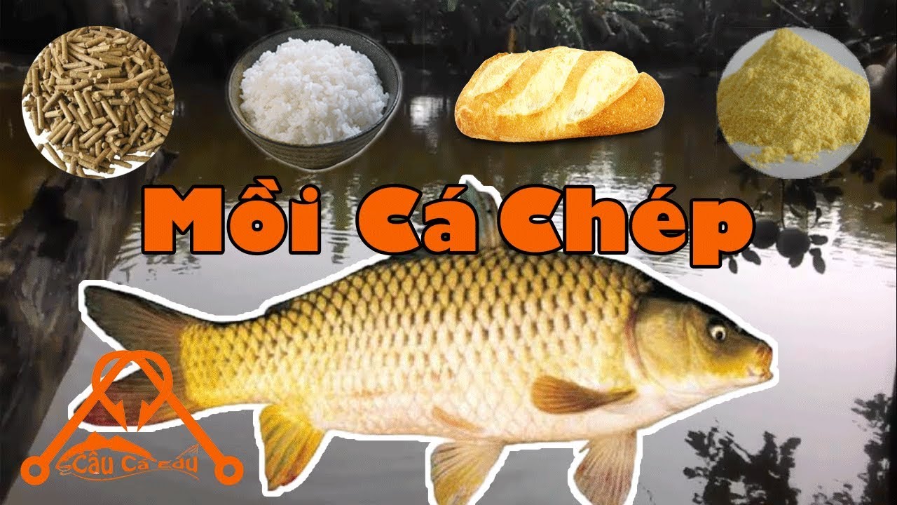 Cách Làm Mồi Câu Cá Tự Nhiên