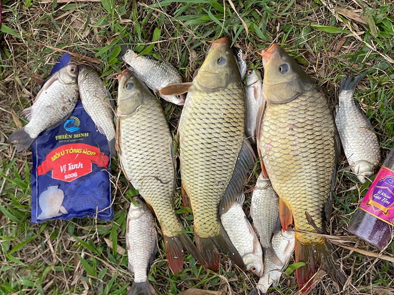 Mồi Câu Chép Mùa Đông