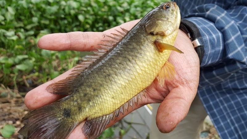 Mồi Câu Cá Rô Đồng