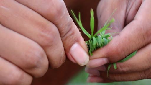 Mồi Câu Cá Trắm Cỏ