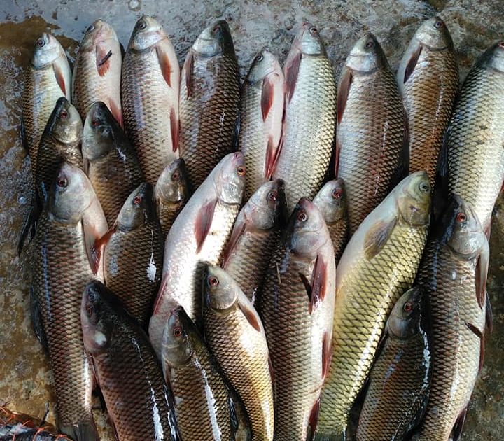 Mồi Câu Cá Trôi Hồ Dịch Vụ