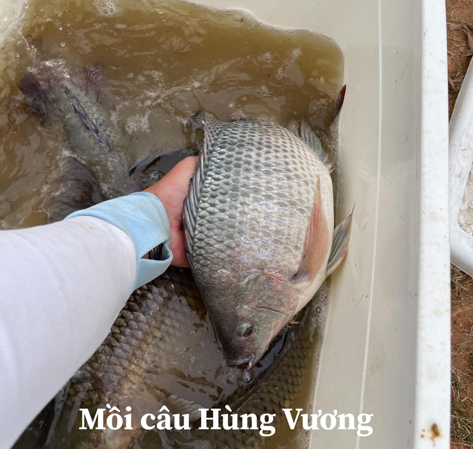 Mồi Câu Cá Rô Hiệu Quả Nhất