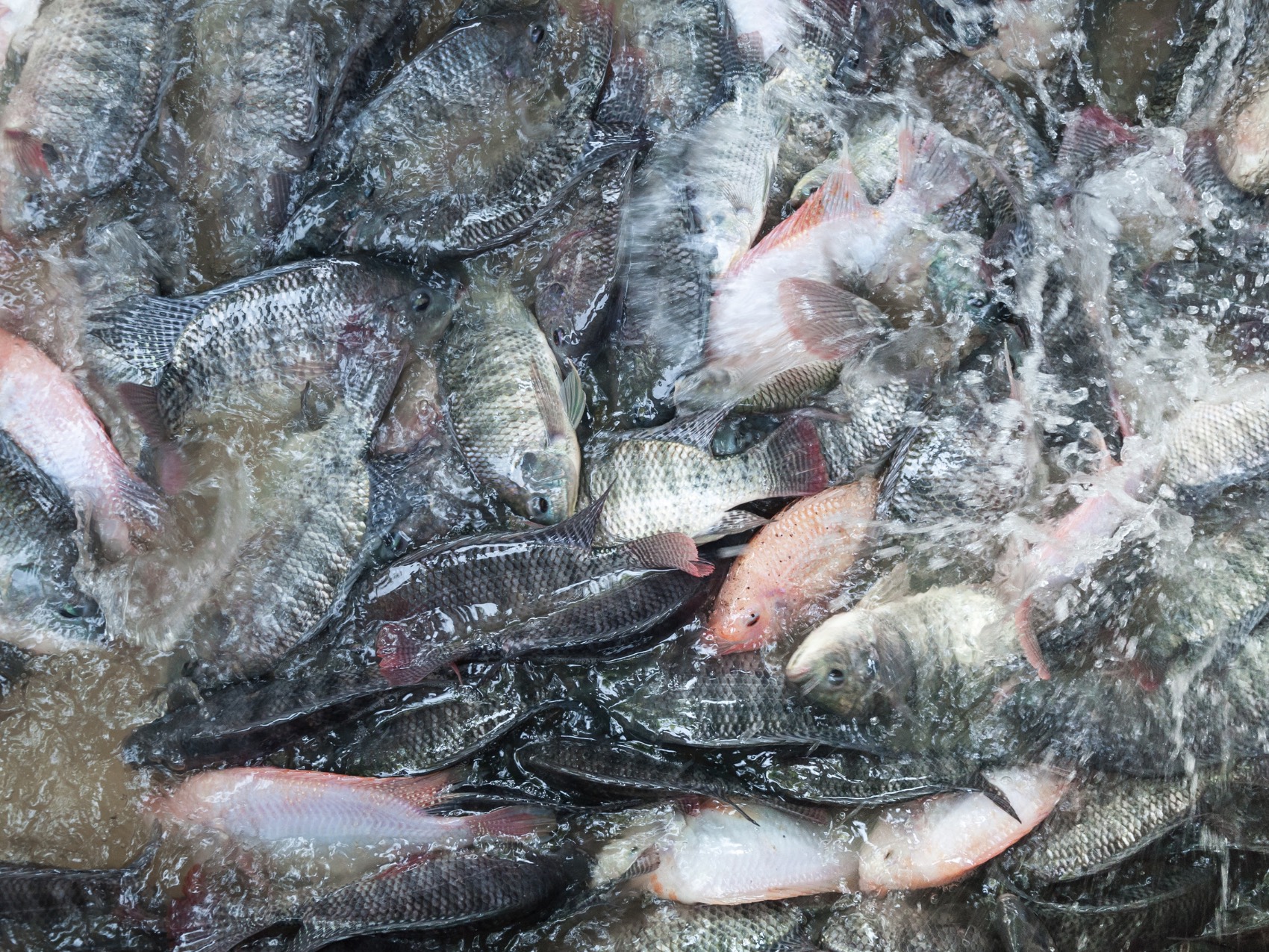 Mồi Câu Cá Rô Phi Nước Lợ