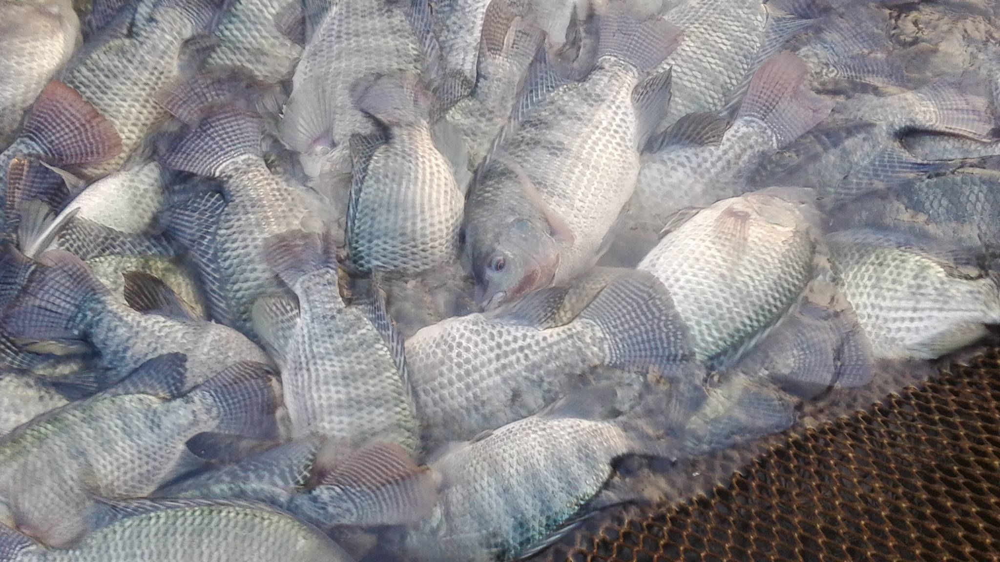 Mồi Câu Cá Rô Phi Nước Lợ