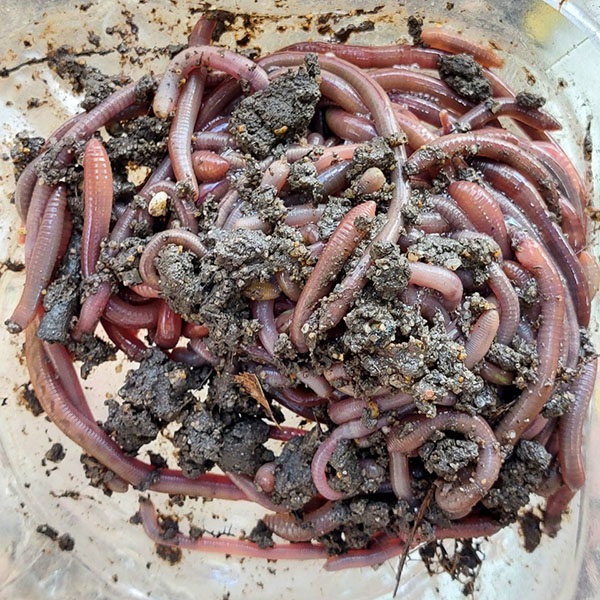 Mồi Câu Cá Ngát