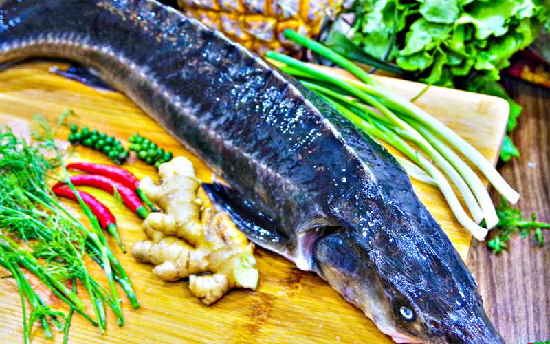 Chế Biến Cá Tầm Ăn Lẩu