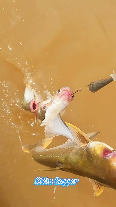 Mồi Câu Cá Dứa