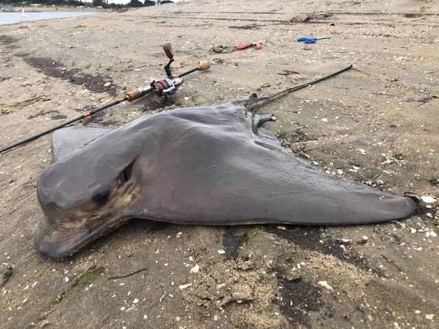 Câu Cá Đuối Bằng Mồi Gì