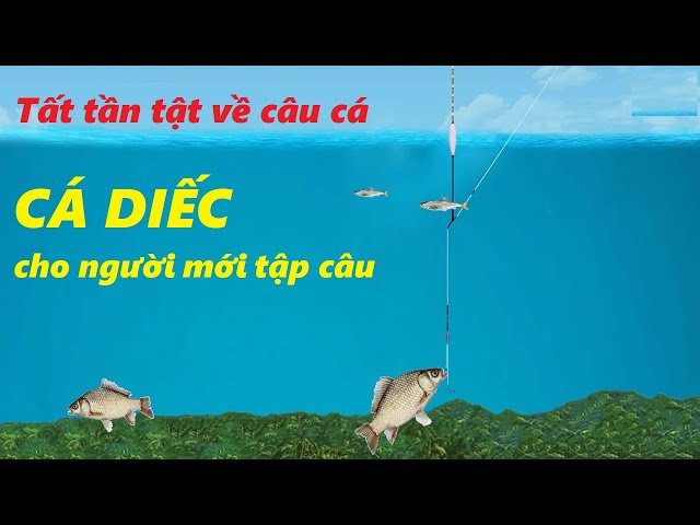 Lưỡi Câu Cá Diếc Số Mấy