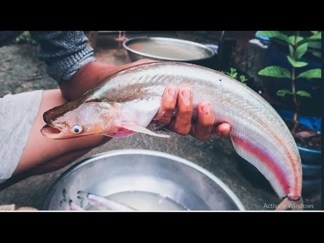 Mồi Câu Cá Trèn