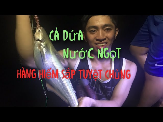 Mồi Câu Cá Dứa