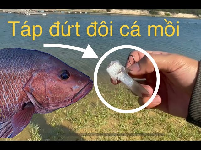 Mồi Câu Cá Hồng Biển