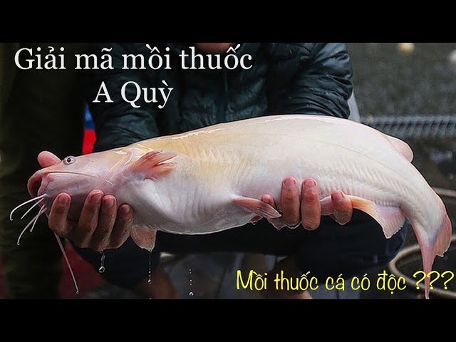 Cách Làm Mồi Câu Cá Bằng A Quỳ