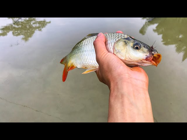 Mồi Câu Cá Kình