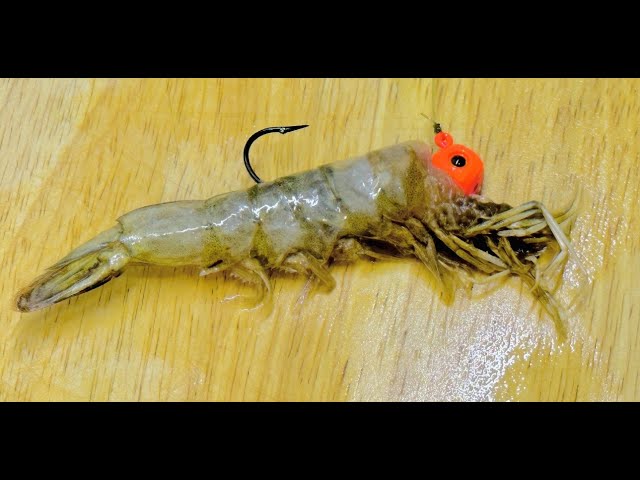 Cách Móc Mồi Tép Câu Cá