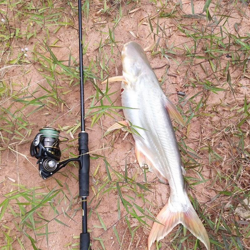 CÂU CÁ TRA SÔNG BẰNG MỒI GÌ