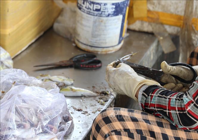 Chế Biến Cá Nóc