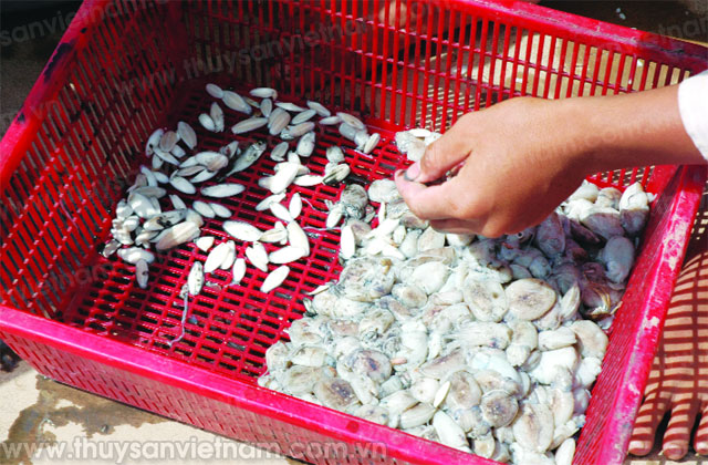 Chế Biến Thức Ăn Cho Cá