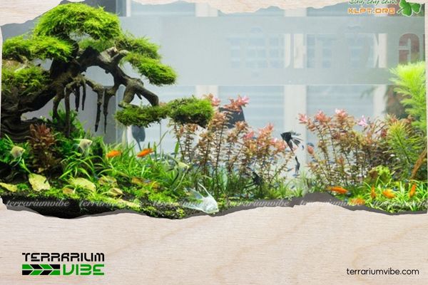 Bể Cá Ngoài Trời