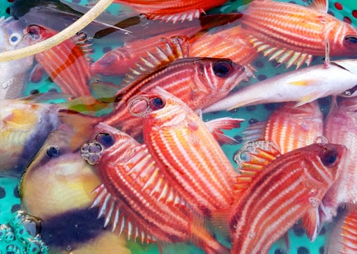 Cách Chế Biến Cá Thu Đông Lạnh