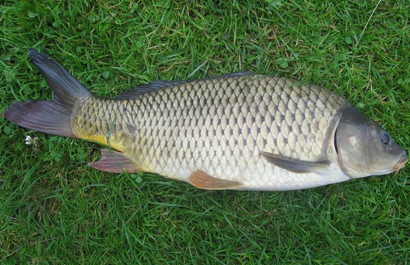 Câu Đêm Có Cá Gì