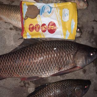 Chọn Vị Trí Câu Cá Sông