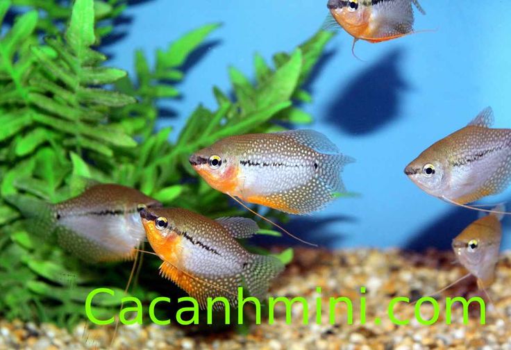 Cá Cảnh Nước Ngọt