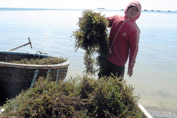 Rong Biển Câu Cá Dìa