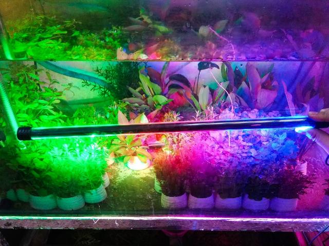 Các Loại Đèn Led Hồ Cá