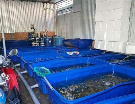 Thùng Nhựa Nuôi Cá