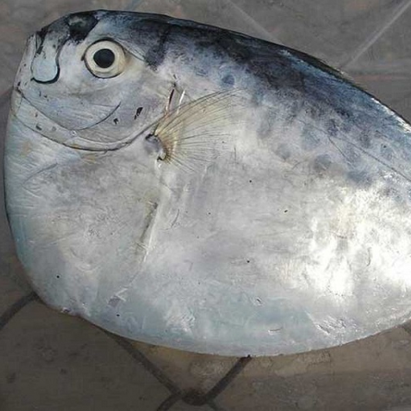 Cách Chế Biến Cá Mờm Khô