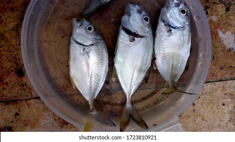 Câu Cá Cửa Sông