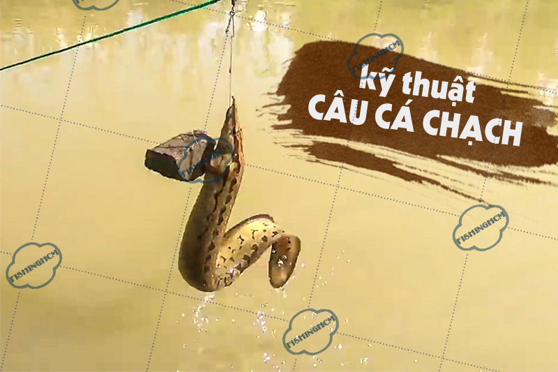 Câu Cá Chạch Sông