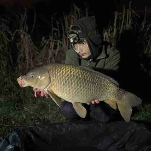 Câu Cá Mè Ban Đêm