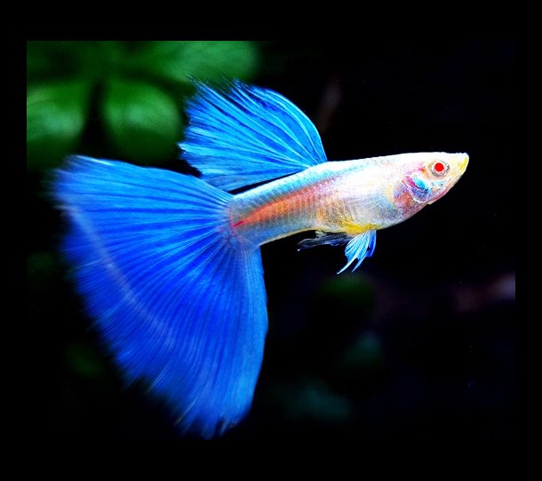 Cá 7 Màu Blue Topaz