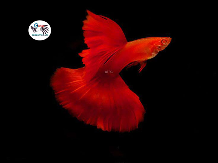 Cá Bảy Màu Full Red