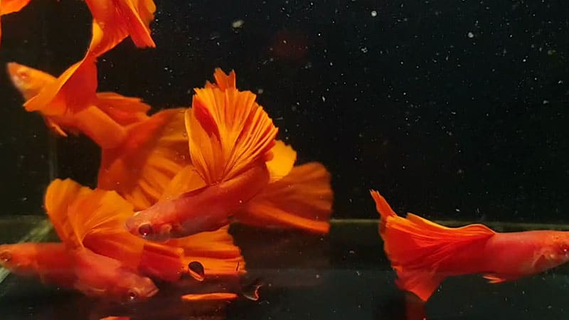 Cá Bảy Màu Full Red