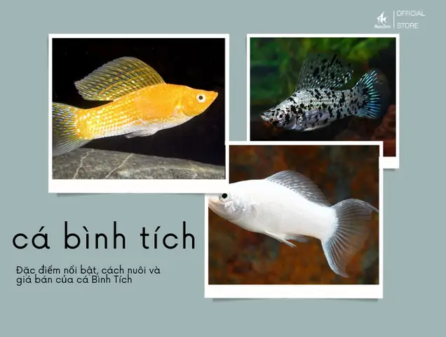 Cá Bình Tích