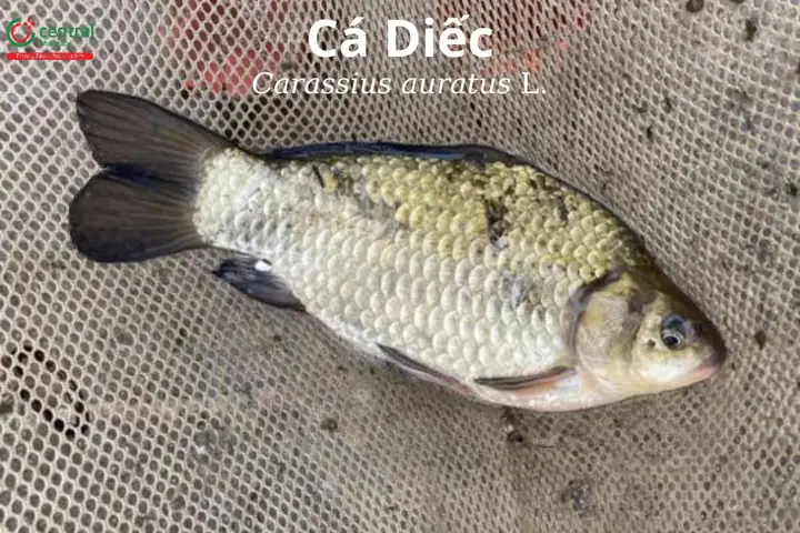 Cá Diếc Cảnh