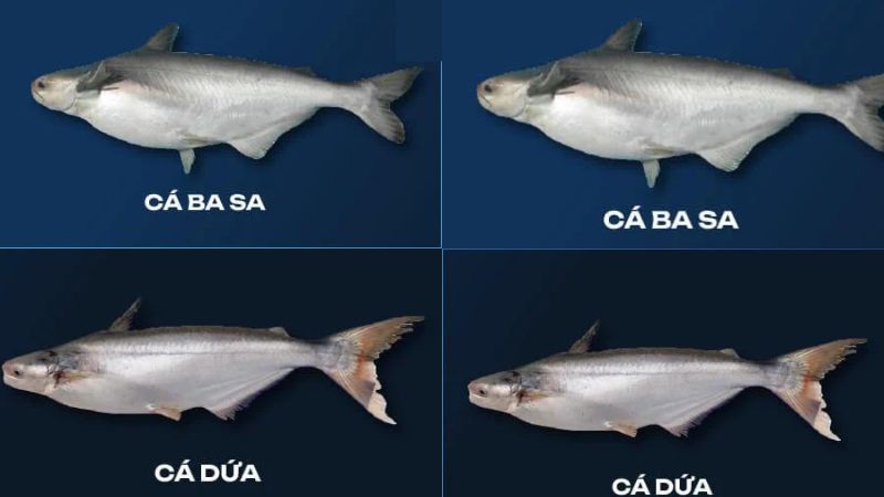Cá Dứa Là Cá Sông Hay Cá Biển