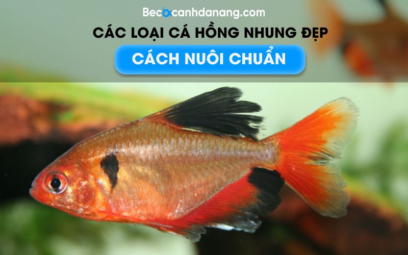 Cá Hồng Nhung