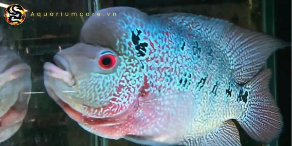 Cá La Hán Thái Châu