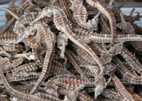 Cá Ngựa Đẻ Con Hay Đẻ Trứng