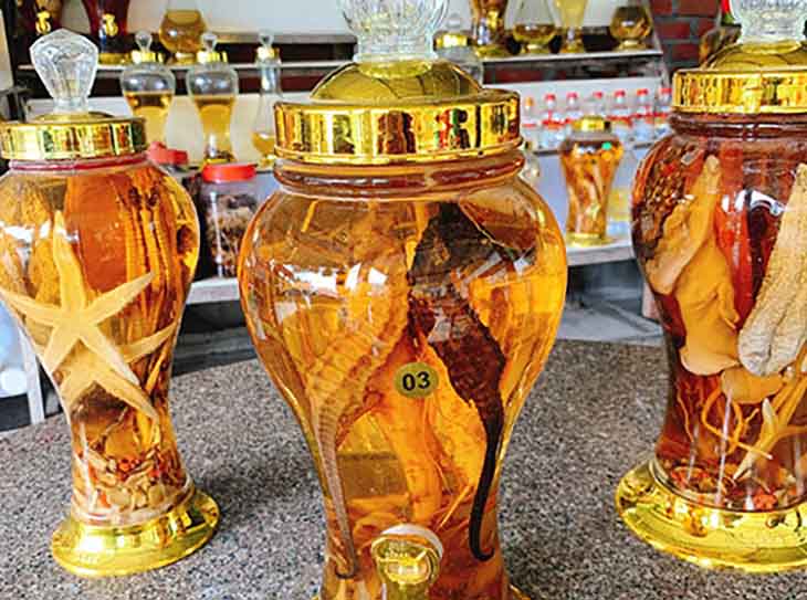 Cá Ngựa Đẻ Con Hay Đẻ Trứng