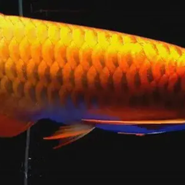 Cá Rô Phi Thích Ăn Gì Nhất