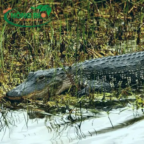 Cá Sấu Đẻ Con Hay Trứng